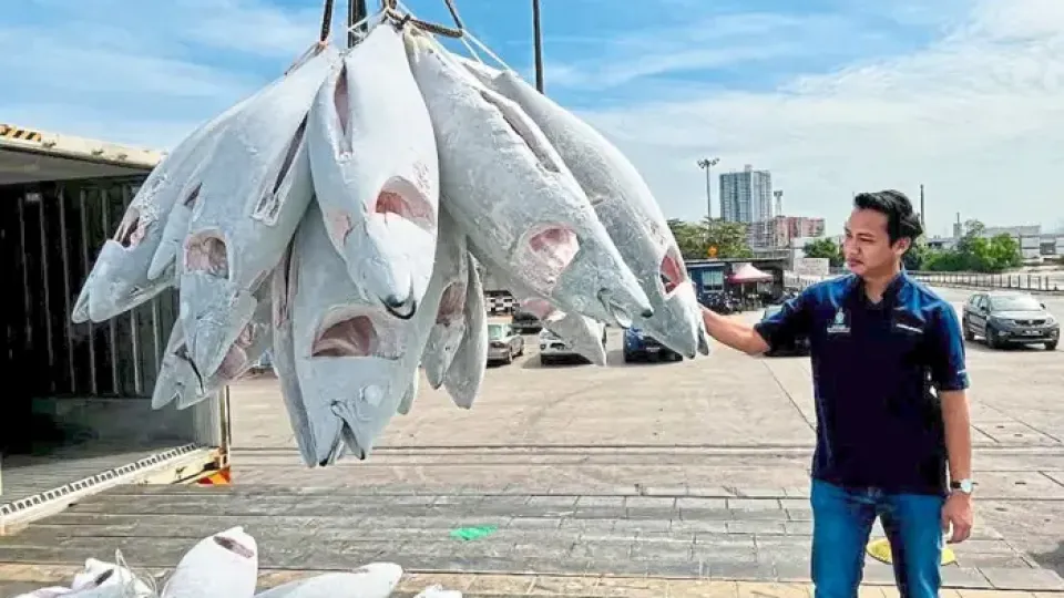Malaysian tuna hub reeling in profits