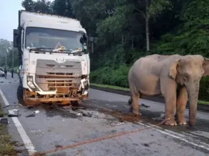 ‘It weighs heavily on me’: Man whose lorry crashed into baby elephant last month speaks about his anguish