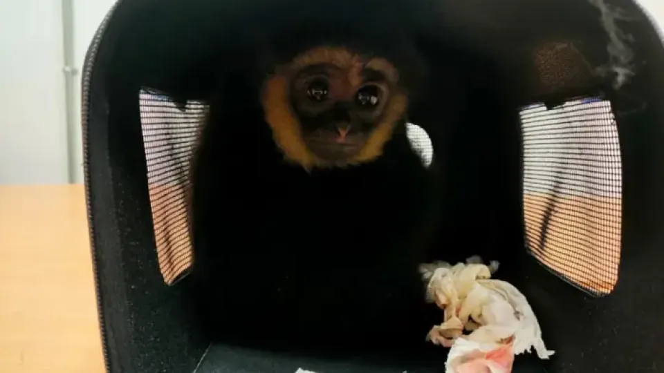 Malaysia sees spike in exotic animal smuggling