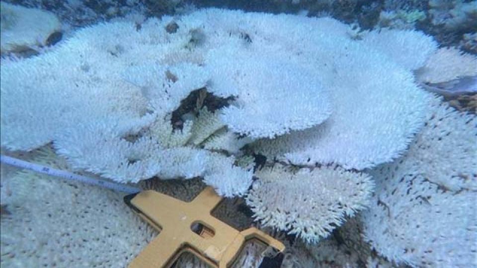 355207_coralbleaching.jpg