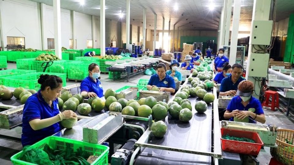 381680_4984197106343682_bentre-pomelo.jpg