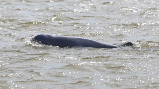 3_12_2023_An-Irriwaddy-dolphin-swims-close-to-a-tourist-boat-at-the-Kampi-pool-in-Kratie-province-on-December-2.-HONG-MENEA.jpg