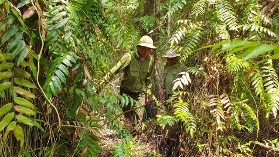 403828_mkforest.jpg