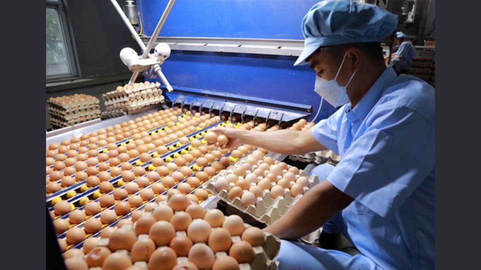 414630_5127564031101873_phutho-eggs.jpg