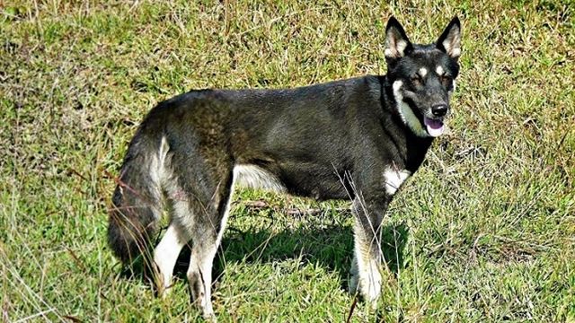 431402_dog.jpg