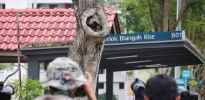 Owl nest at Telok Blangah draws crowds, NParks advises people not to visit