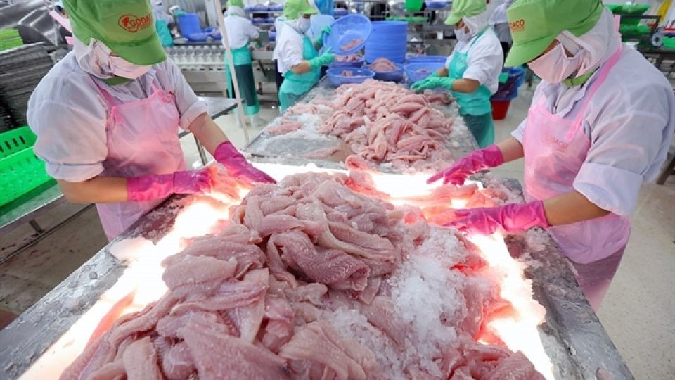 Vietnam fisheries sector proactively adjusts to emerging challenges - Asia  News NetworkAsia News Network