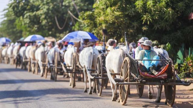 4_3_2024_tourists_ride_traditional_ox_carts_to_visit_the_300_year_old_wat_po_rukkharam_hong_menea.jpg