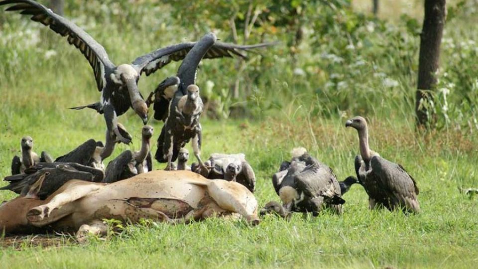 4_9_2024_vultures_feed_on_the_carcass_of_a_cow_at_a_previous_vulture_restaurant_in_the_north_of_the_country.jpg