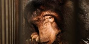 Female Asiatic black bear rescued in Vietnam after nearly 16 years in captivity
