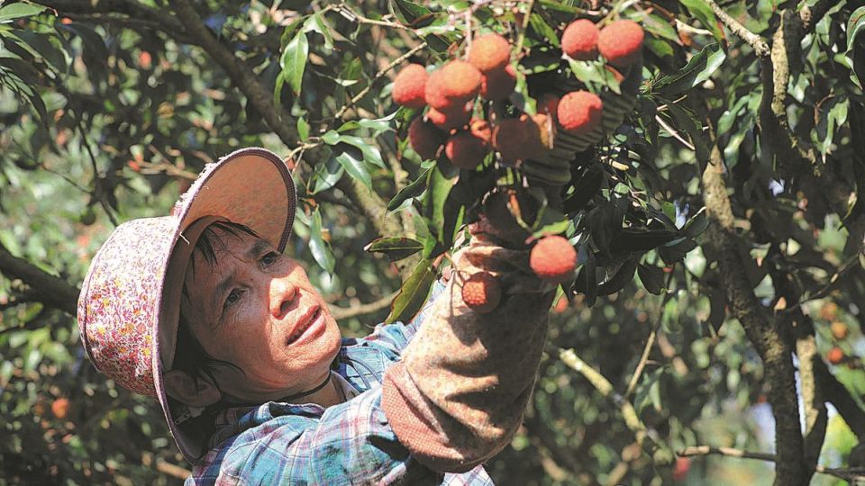 Chinese scientists solve issues in growing seedless lychee - Asia News ...