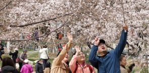 Cherry blossoms bloom in Beijing Yuyuantan Park
