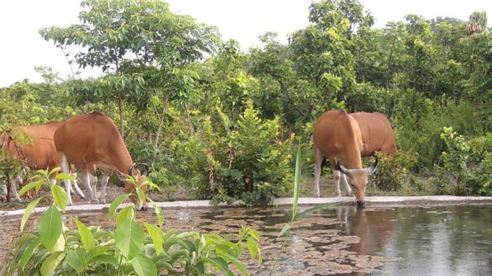 9_12_2024_a_herd_estimated_to_number_between_100_and_130_individuals_can_be_found_within_the_prambei_mom_community_forest_in_kampong_speu_province_forestry_administration.jpg