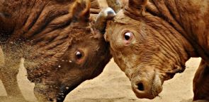 Tradition or animal abuse? Korean bullfighting faces reckoning in parliament