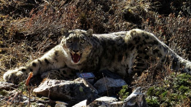 AFP__20131218__Del6275037__v3001__MidRes__NepalAnimalSnowLeopard.jpg