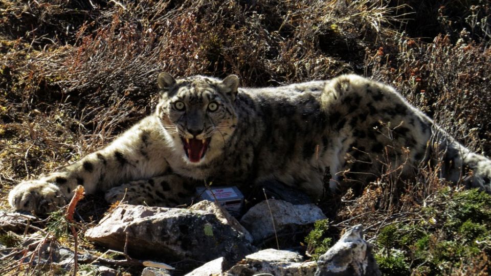 AFP__20131218__Del6275037__v3001__MidRes__NepalAnimalSnowLeopard.jpg