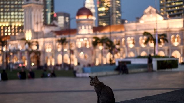 AFP__20161116__I549D__v5__MidRes__MalaysiaAnimalCat.jpg