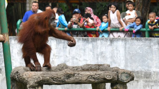 AFP__20170911__SB3QK__v1__MidRes__IndonesiaEnvironmentConservationAnimalOrangutan.jpg