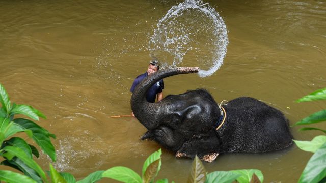 AFP__20180225__10X9UF__v1__MidRes__MalaysiaConservationAnimalElephant.jpg