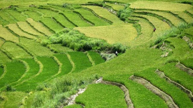 AFP__20180825__18L492__v1__MidRes__BhutanEconomyAgriculture.jpg