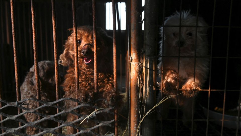 AFP__20190213__1DD925__v1__MidRes__SkoreaSocialAnimalDog.jpg