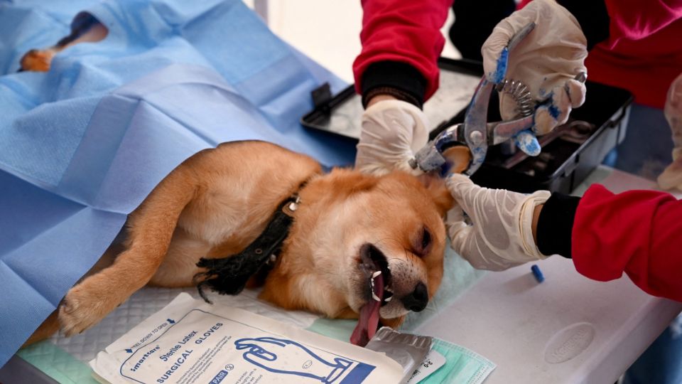 AFP__20190928__1KQ5Y2__v1__MidRes__IndonesiaAnimalRabiesVaccine.jpg