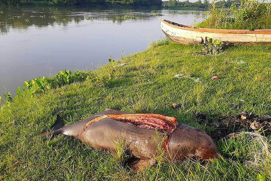 AFP__20200510__1RB0PR__v1__MidRes__BangladeshEnvironmentConservationPoaching.jpg