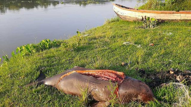 AFP__20200510__1RB0PR__v1__MidRes__BangladeshEnvironmentConservationPoaching.jpg
