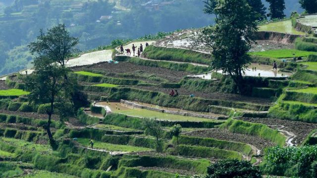 AFP__20200629__1UB17M__v4__MidRes__NepalAgricultureRiceFestivalPhotoessay.jpg