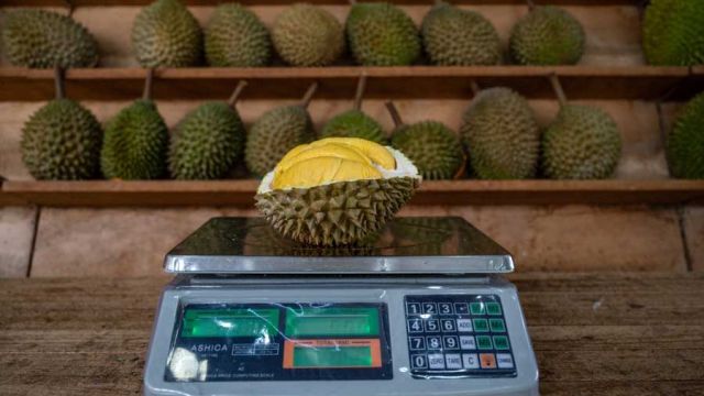 AFP__20200708__1UT6OQ__v1__MidRes__MalaysiaFoodDurian.jpg