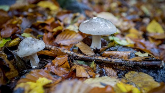 AFP__20201021__8TK6DF__v1__MidRes__BritainAutumnParks.jpg