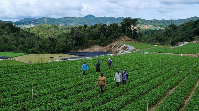AFP__20210716__9ED8MM__v1__MidRes__MalaysiaHealthVirusAgriculture.jpg