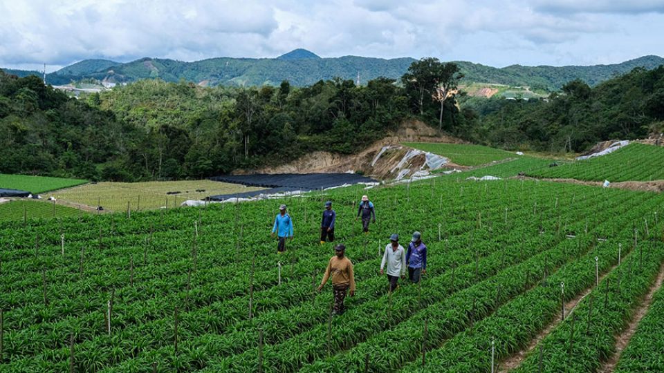 AFP__20210716__9ED8MM__v1__MidRes__MalaysiaHealthVirusAgriculture.jpg