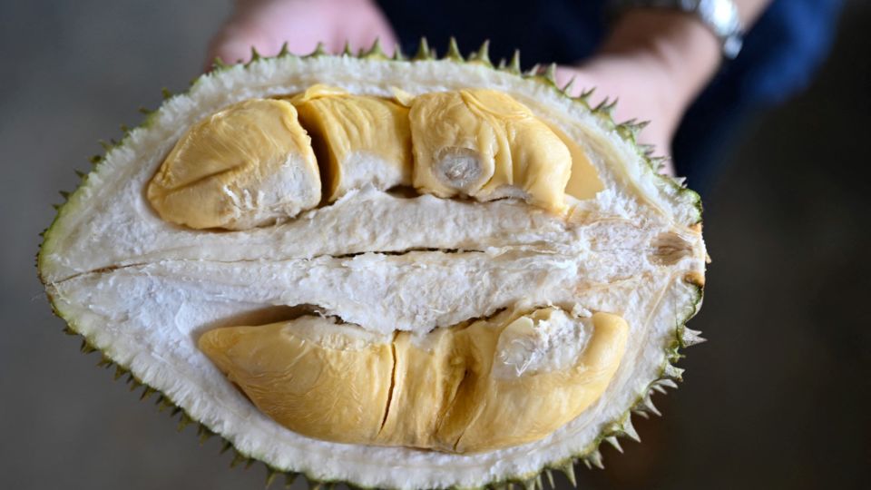 AFP__20220525__32974P3__v1__MidRes__MalaysiaAgricultureFoodTechnologyDurian.jpg