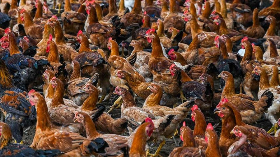 AFP__20220531__32BL4NM__v1__MidRes__MalaysiaEconomyChicken.jpg