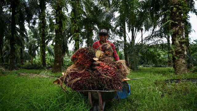 AFP__20220727__32F77C6__v1__Preview__MalaysiaLabourEconomyCommodity.jpg
