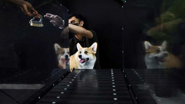 AFP__20220828__32GM9HF__v1__MidRes__UaeEnvironmentAnimalDogs.jpg