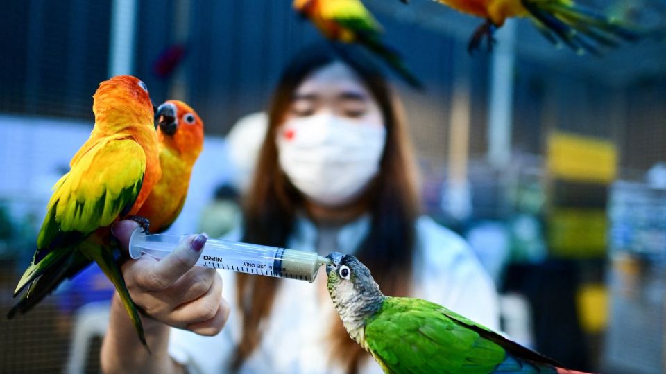 AFP__20220908__32HW9EQ__v2__MidRes__ThailandPetsExpo.jpg