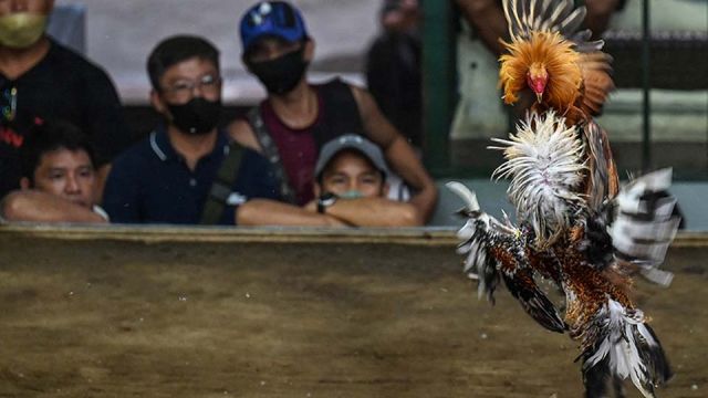 AFP__20221024__32L864X__v2__MidRes__PhilippinesTraditionGamblingCockfightingAnimal.jpg