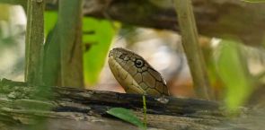 Girl dies after shielding 3 cousins from cobra attack in Philippine province