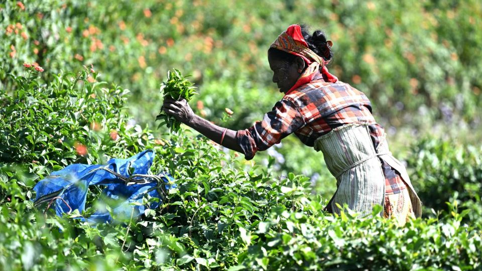 AFP__20231018__33YL4AJ__v1__MidRes__IndiaAgricultureTea.jpg