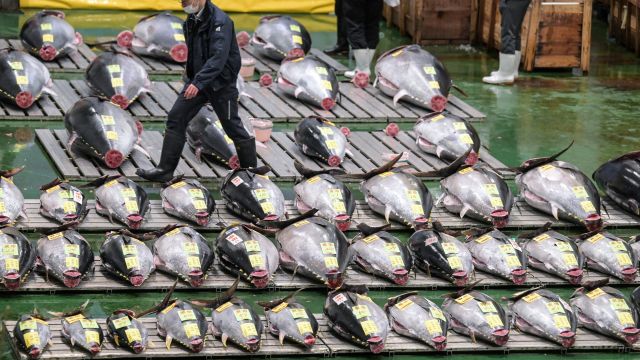 AFP__20240105__349F3F3__v1__MidRes__JapanEconomyFoodFishAuctionTuna.jpg