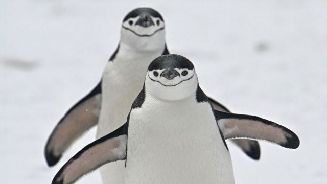 AFP__20240125__34GP3LB__v4__MidRes__AntarcticaColombiaEnvironmentAstronomy.jpg