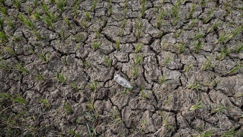 AFP__20240714__36439YG__v1__MidRes__IndonesiaAgriculture-1.jpg