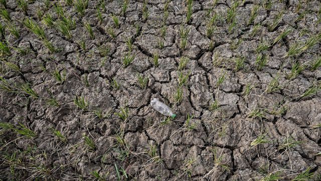 AFP__20240714__36439YG__v1__MidRes__IndonesiaAgriculture.jpg