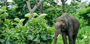After 17 deaths in India’s Jharkhand, forest officials still struggle to contain rogue elephant