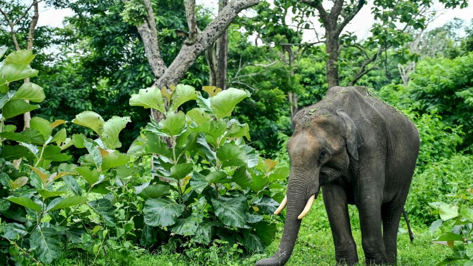 AFP__20240730__367K4WW__v1__MidRes__IndiaWildlifeAnimal.jpg