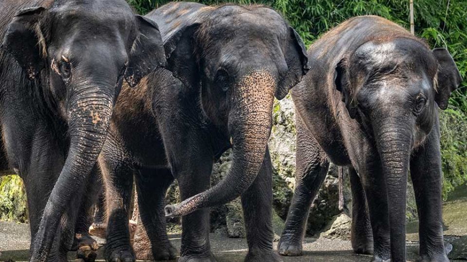 AFP__20240808__36CC36P__v1__MidRes__JapanAnimalEnvironmentElephant.jpg
