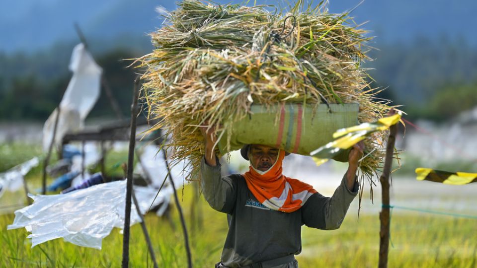 AFP__20250123__36VJ26N__v1__HighRes__IndonesiaAgricultureRice1.jpg