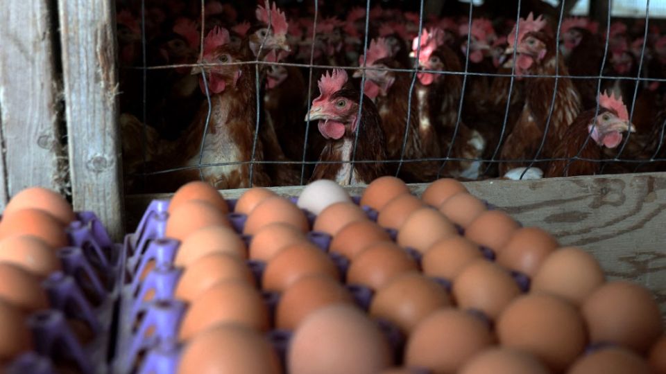 AFP__20250219__2200486767__v2__MidRes__PoultryFarmOperatesInCaliforniaAsAvianFluCaus.jpg